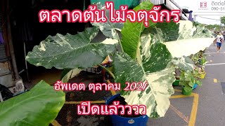 ตลาดต้นไม้จตุจักร//เปิดแล้วนะ//อัปเดต13 ต.ค.64//donnonna