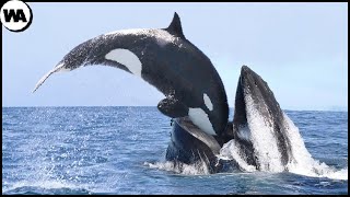 This Is Why All Whales Are Afraid of Orca