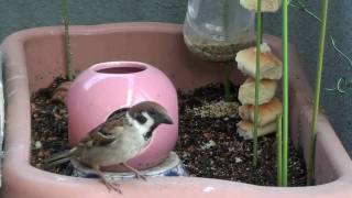 スズメ食堂 お持ち帰り編