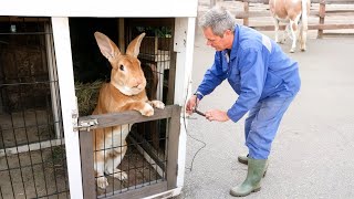 The 10 Rarest Rabbit Breeds