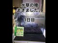 アクアリウム水槽レイアウト水草のタネまきました。