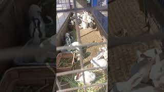 rabbit l pet l  కుందేలు l #viral #shorts #trending #pets #animals