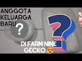 Anggota keluarga baru di Farm Nine Gecko 😍