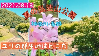 【ハイキング2】【ハイキング】【低山登山】初心者・低山登山　神奈川県秦野市　弘法山公園をハイキング