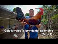 Gelo Morales leyenda del gallerismo nos habla de su trayectoria (Parte 1)