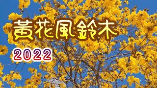 [輕輕鬆鬆，賞花遊蹤] 黃花風鈴木 (黃鐘木) 2022 | 長沙灣深盛路 | 荔枝角道/東京街 | 深水埗欽州街西 | Yellow Trumpet 2022 | Shan Shing Road