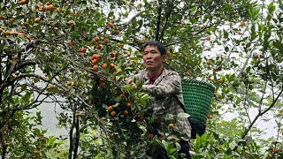 Harvesting Wild Tangerines Goes to market sell - Farm Construction | Solo Survival