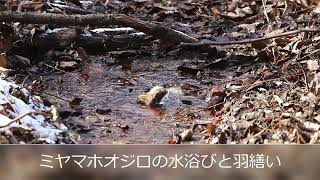 ミヤマホオジロの水浴びと羽繕い