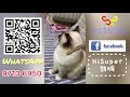 【super睇樓團】ep05🌏 夕陽醉了？🌞長沙灣愛海頌 三房海景現樓👍🏻👍🏻👍🏻 讚不絕口😽 歡迎預約睇樓｜南昌站｜西九龍｜愛海頌｜新樓｜長江｜super睇樓團