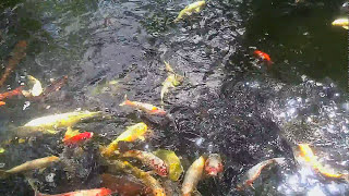 【錦鯉】色とりどり 雅 鮮やかな 愛宕神社 池 錦鯉 乱舞