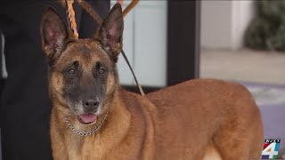 Military working dog Oosage honored in retirement ceremony at Naval Station Mayport