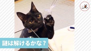 コレは何？ニャンコ、この謎を解けるのか？👀 【PECO TV】