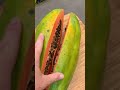 FAST GROWING PAPAYA (permaculture food forest)