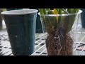 water culture oncidium clean up steps and tips orchid growing care tips