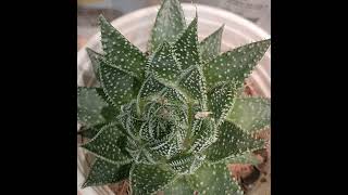 ប្រទាល zebra haworthia