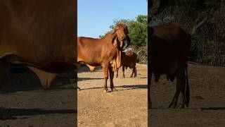 One of the best Gir cow heifer #bull #cow #gircow #calf #shorts