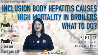 Poultry Farming Q\u0026A ｜Inclusion body hepatitis causes high mortality in broilers, what to do?