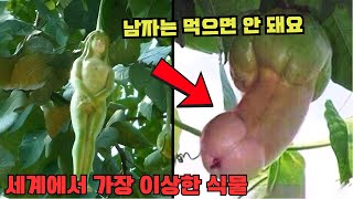 세상에서 가장 이상한 식물 10가지! '딩딩과일'은 실제로 존재합니다. 먼저 보면 먹지 마세요. 그렇지 않으면 결과에 대한 책임이 있습니다 | 가장 이상한 식물 | 톱10