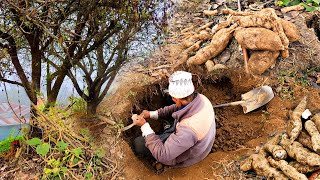 Hard Working Village Man Digging Chayote Roots for Curry | Nepali Village Life | BijayaLimbu