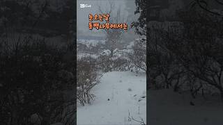 2/9) #눈오는날 동백나무에서 벌어지는 새들의향연