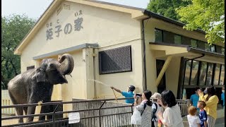 【オンライン動物園】姫路市立動物園　アジアゾウ(姫子)の水浴び　Asian Elephants at Japanese zoo