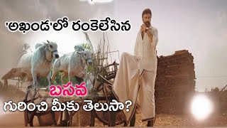 'అఖండ'లో రంకెలేసిన 'బసవ' గురించి మీకు తెలుసా..? Akhanda BASAVA