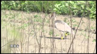 畑を歩行する放鳥トキの幼鳥 （2013年6月3日）