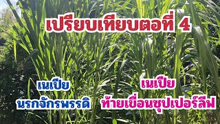 เปรียบเทียบตอที่ 4 หญ้าเนเปียนรกจักรพรรดิ กับหญ้าท้ายเขื่อนซุปเปอร์ลีฟ ต่างกันอย่างไร?