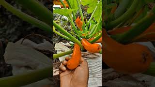 Dark yellow baby squash harvesting #vegetables #exotic #fruit #wow