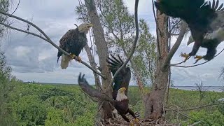 20211023 Eagles Fight Captiva Eagle Nest