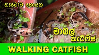 Walking catfish I මාබල් කැට්ෆිෂ්