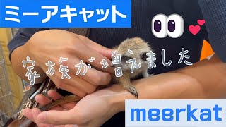 【はじめまして／ミーアキャット】新しい家族紹介！