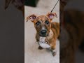 have you seen this breed before 🧐 dachshund pitbull dogphotography streetphotography