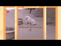 【抖音】 皮皮虾沙雕动物搞笑视频合集 ｜动物世界 ｜atik tok funny animal videos