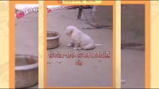 【抖音】 皮皮虾沙雕动物搞笑视频合集 ｜动物世界 ｜atik Tok funny animal videos