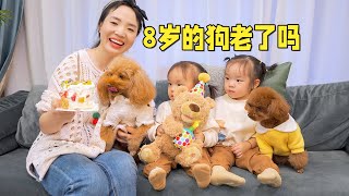 8岁的狗狗开始变老了吗？你永远是我的小宝贝！【萌星人火龙果】