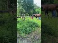 角居先生に草をおねだりして、口が抹茶ラテになる馬🐴