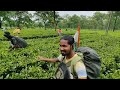 दार्जिलिंग का चाय की खेती tea garden in darjeeling complete tour in information tea garden