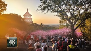 Lunar New Year Taiwan at Wuji Tianyuan Temple【淡水無極天元宮】Sakura Blooms in Taiwan🌸🎆 | Walking Tour 4K