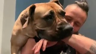 Big Boerboel Wrestling Her Owner Best Memories  #boerboel #shortvideo #doglover