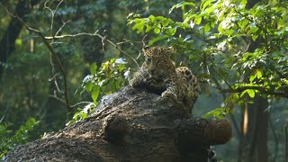 India Has Lost 75-90% of its Leopard Population