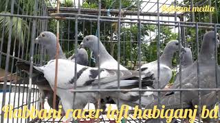 নতুন রেসার বেবিকে লোকেশন ও ট্রেপডোর চেনানোর ট্রনিং।Racing pigeons habiganj bd. রেসার কবুতর।