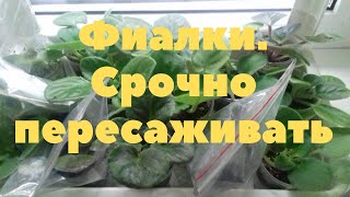 Экстренная пересадка фиалок, которые пострадали от жуткой жары. Часть 1.