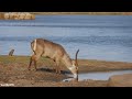 LIVE at the waterhole - 31 July 2025