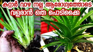 കറ്റാർവാഴ ഇല കരിച്ചിൽ മാറി നന്നായി വളരാൻ|kattarvazha krishi malayalam|kattarvazha nannavan|