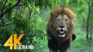 4K African Wildlife | African Nature Showreel 2017 by Robert Hofmeyr