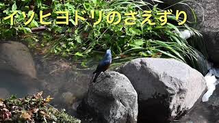 野鳥観察【Bird watching】若鳥イソヒヨドリ《さえずりの練習中》