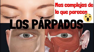 Los Párpados (Estructura,Funciones) Anatomia de Parpados-FÁCIL