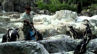 よこはま動物園ズーラシア ペンギン餌やり②