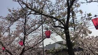 ウェザーリポート動画0406@岡山市南区・14時24分頃「満開の桜」(リックン)